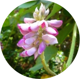 Purple blooming kudzu flowers