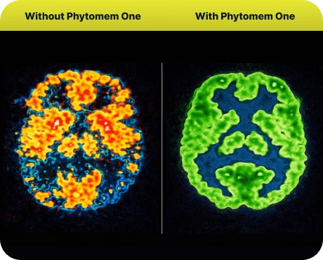 Phytomem One natural non-gmo premium ingredients assurance